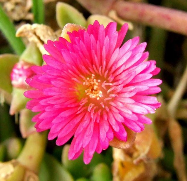 IcePlant