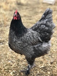 farmstead farmsteadsmith chicken langshan