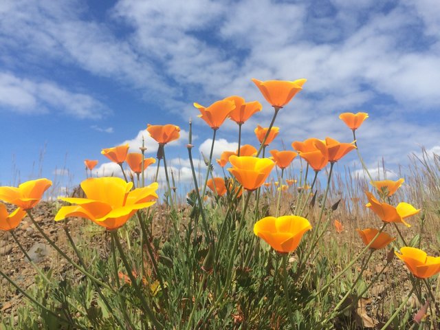 Loose stylised Californian poppies