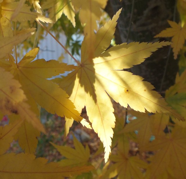 JapaneseMaple