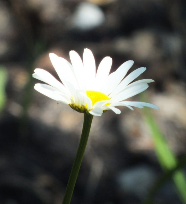 Daisy