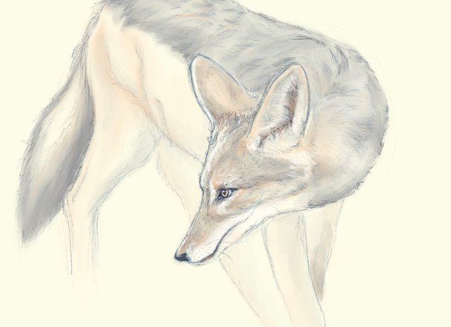 Featured image of post Jackal Drawing free for commercial use high quality images