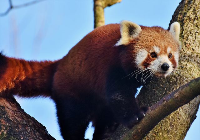 randomred-panda