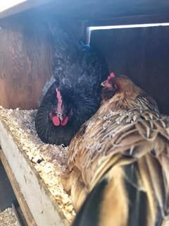 farmstead farmsteadsmith chickens