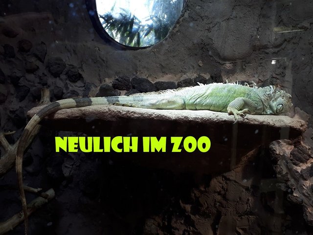 Neulich im ZOO