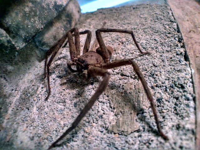 Huntsman spider - Wikipedia