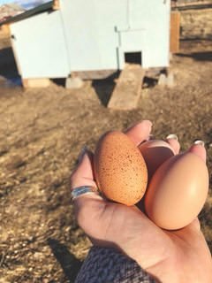 farmstead farmsteadsmith eggs chickencoop