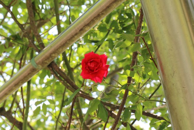 korea's rose and esplanade.