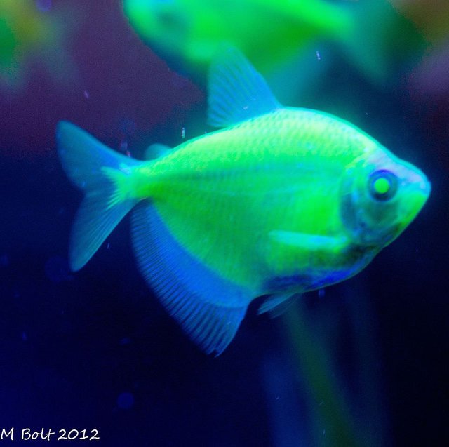 Glofish_M_Bolt-56a3302f3df78cf7727c4d38.jpg