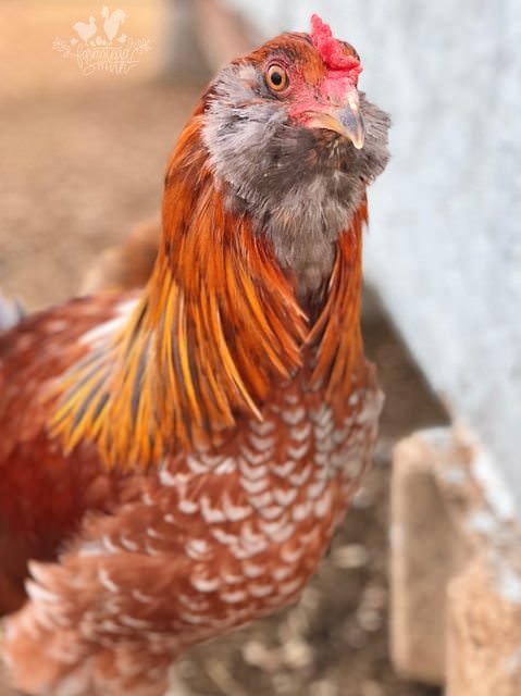 farmstead farmsteadsmith rooster chicken