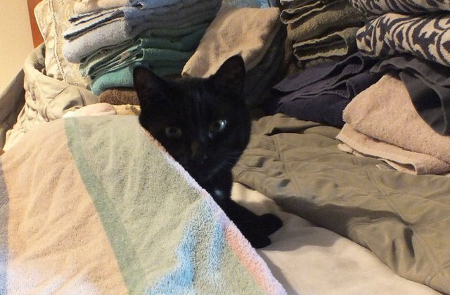 LaundryCat