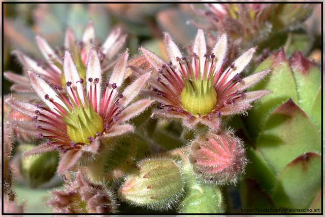 Sempervivum, flower
