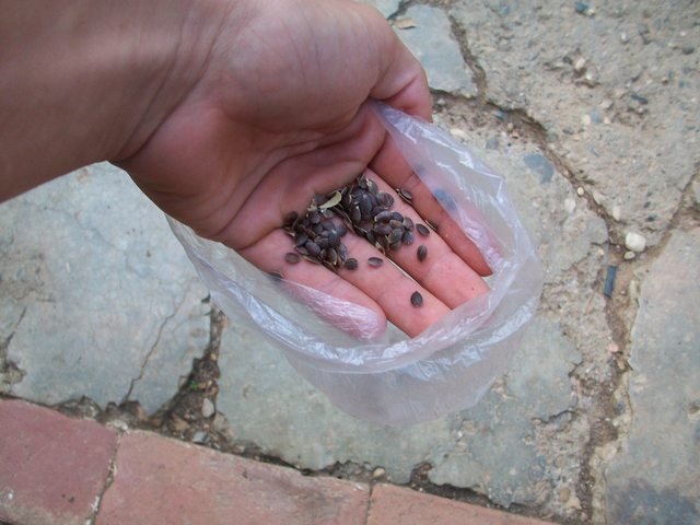 Cantidad de semillas de Passiflora Edulis