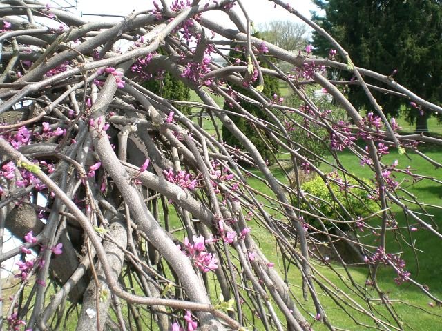 Weeping Redbud Info - How To Grow A Lavender Twist Redbud Tree