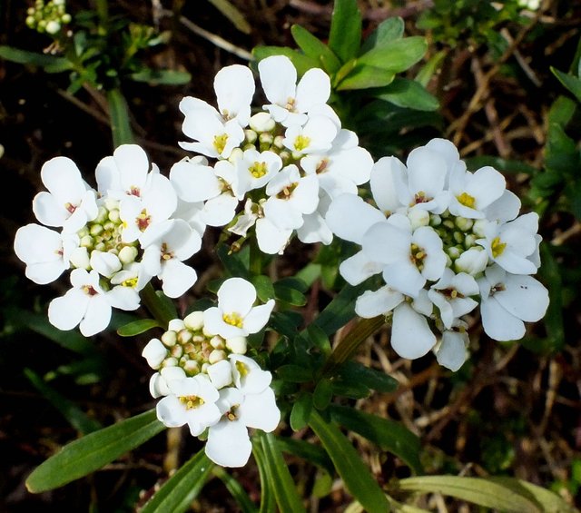 WinterFlowers