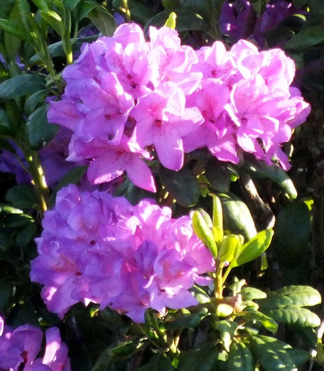 Rhododendron