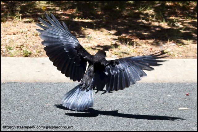 Australian Raven in flight