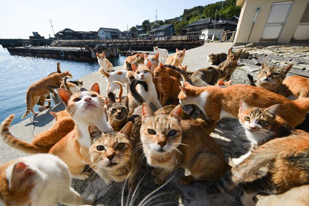 Aoshima: Japan's Island Every Crazy Cat Lady Should Visit - Malorie's  Adventures