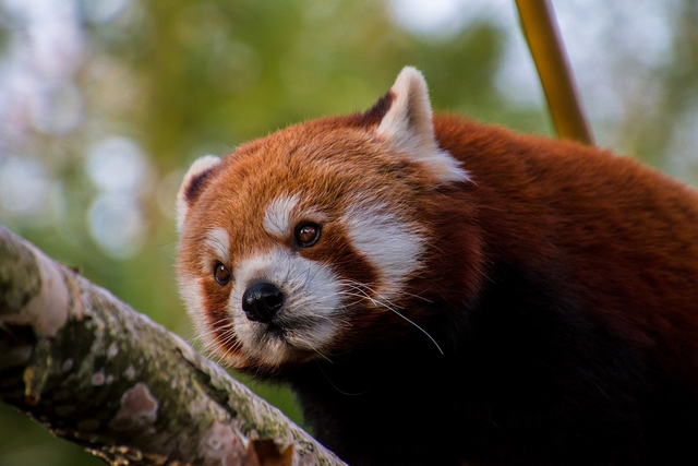 randomred-panda