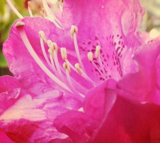 Macro flower