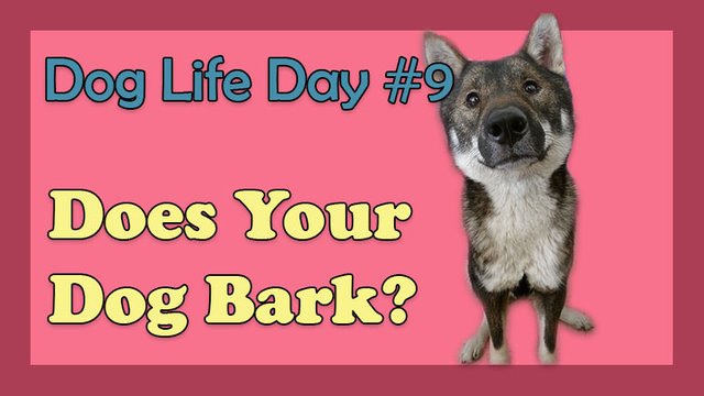 does your dog bark