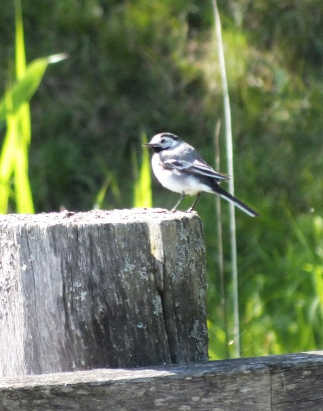 Wagtail