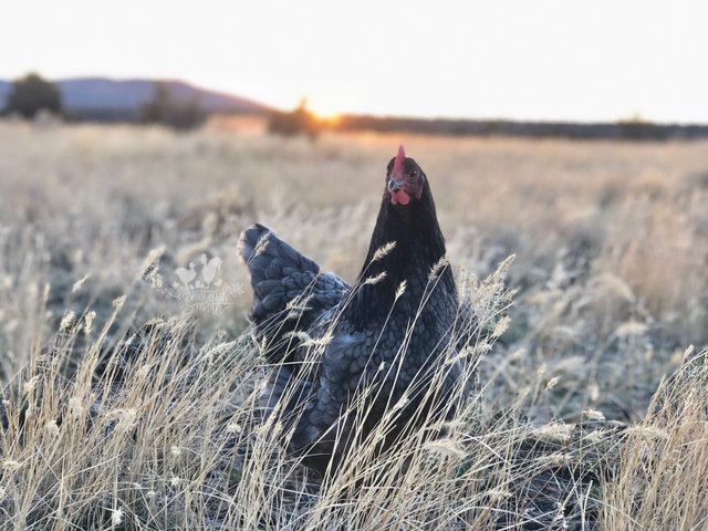 farmstead farmsteadsmith chicken langshan sunset hen