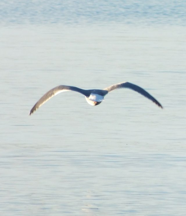 Seagull