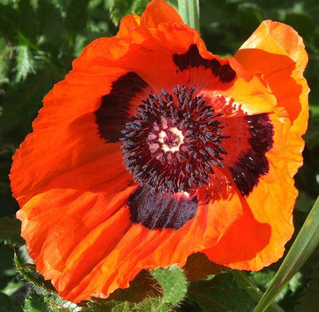 RedPoppy