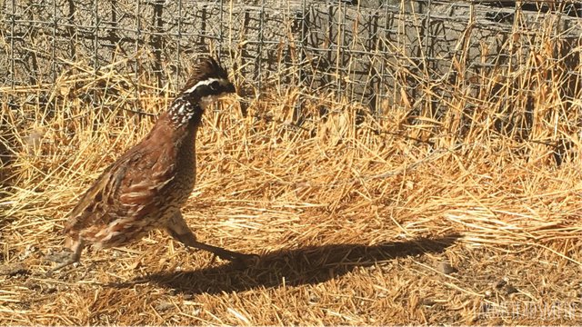 farmsteadsmith farmstead quail bobwhite