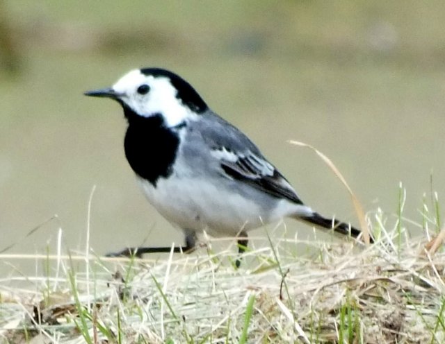 Wagtail