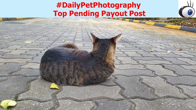 Header Image-dailypetphotography