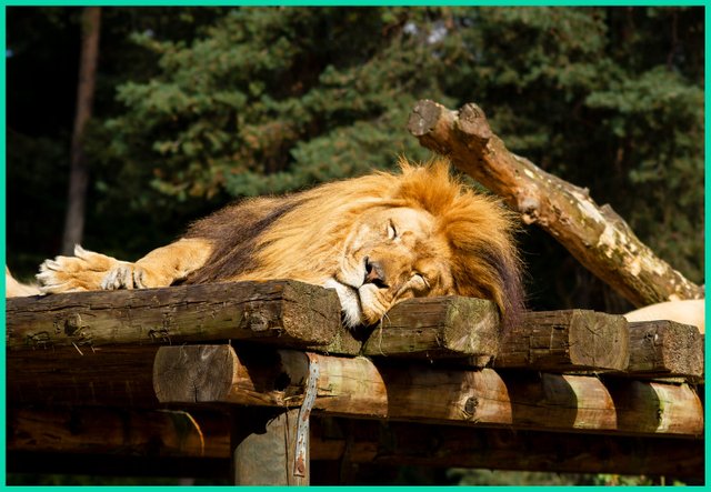 a sleeping beatiful lion