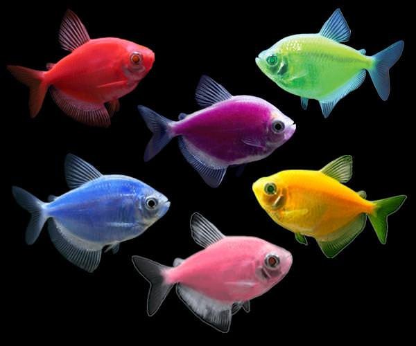 GloFish-Tetra-Group_grande.jpg