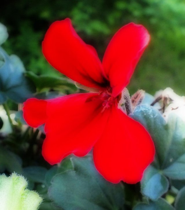 Geranium