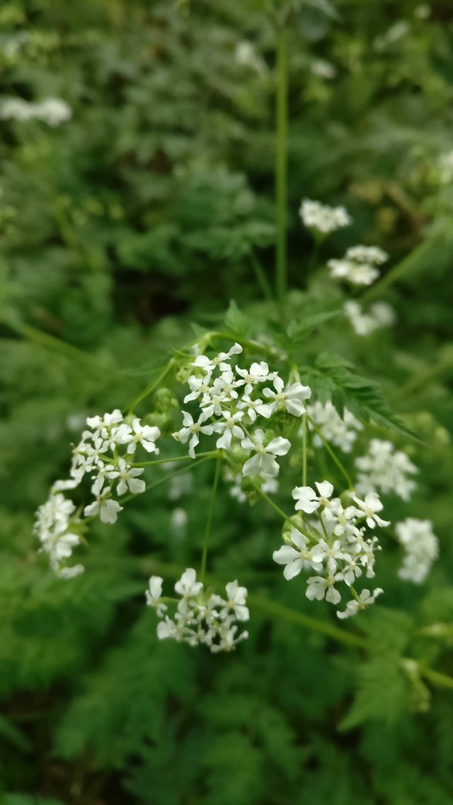 image of scottish wildflower