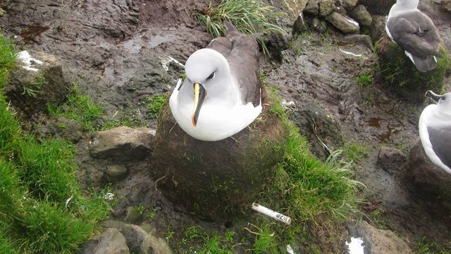Grey-headed Albatross on nest