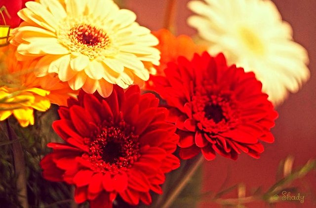Gerbera Flower Meaning In English | Best Flower Site