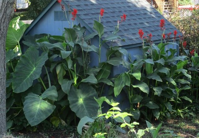Elephant Ear Plants Steemit Elephant Ear Plants Steemit