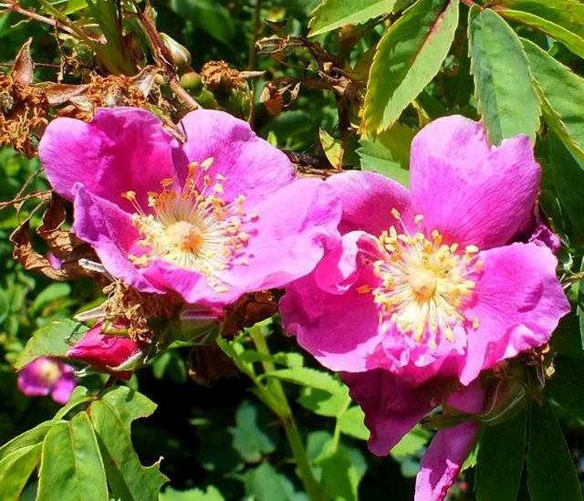 WildRoses