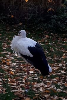 der Storch