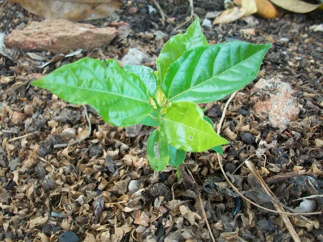 Planta de Pasiflora Edulis con un poco mas de desarrollo