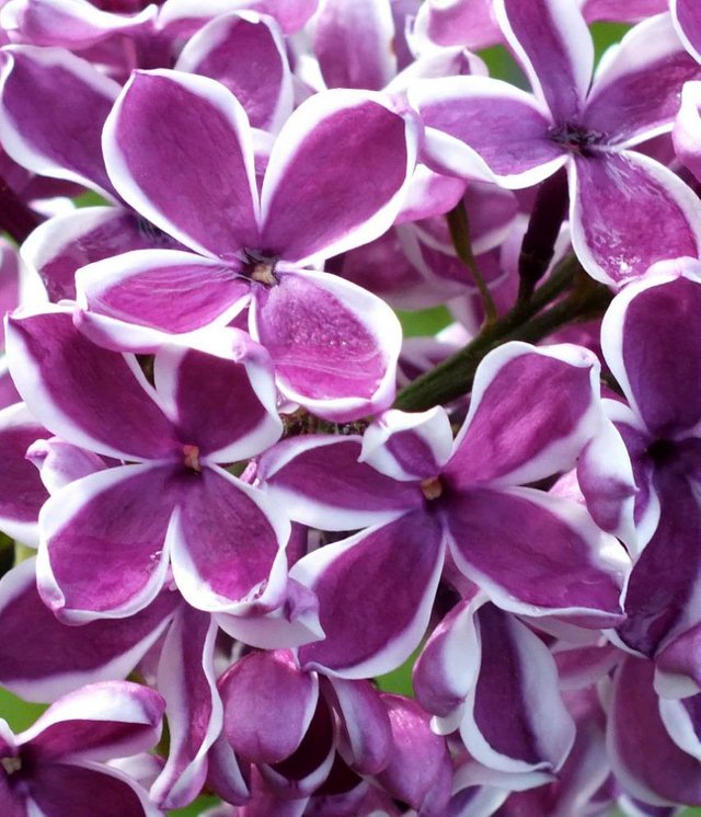 Lilacs