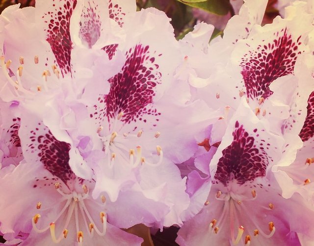 Macro flower