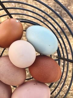 farmstead farmsteadsmith eggs