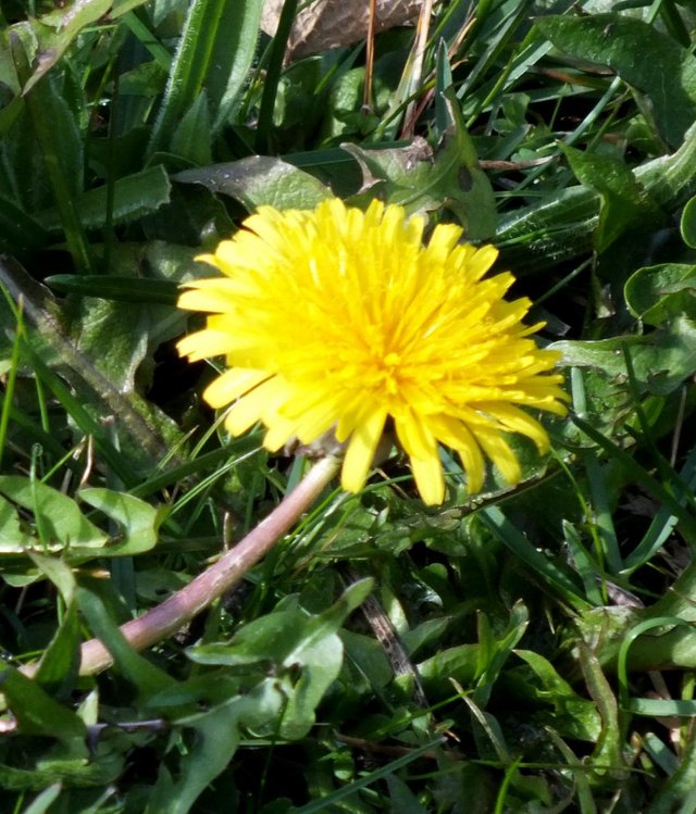 Dandelion