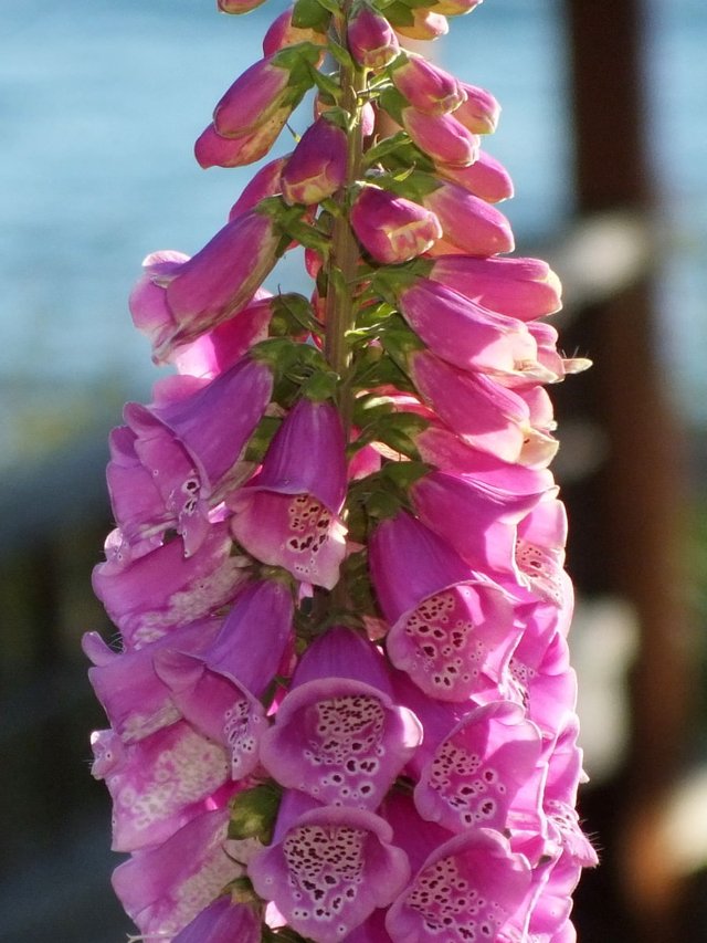 Foxglove