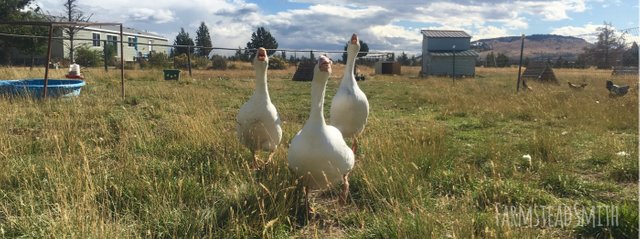 farmsteadsmith farmstead geese