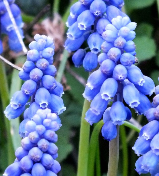 GrapeHyacinths