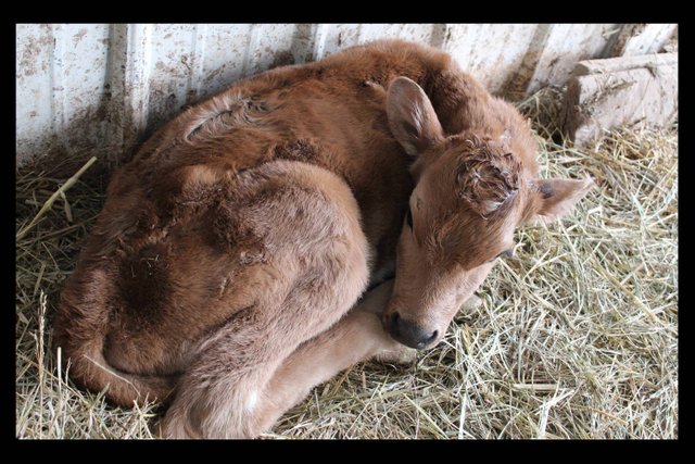 baby calves